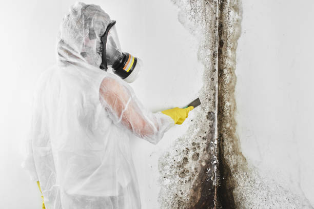Mold Testing and Removal in Mccalla, AL